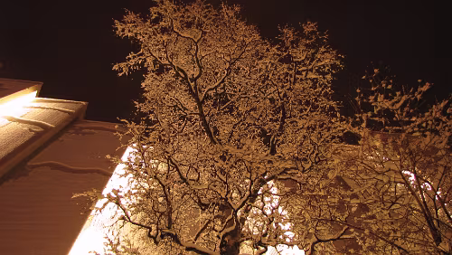 Stokmarknes – Skjervøy Verschneiter Baum vor der Ishavskatedralen