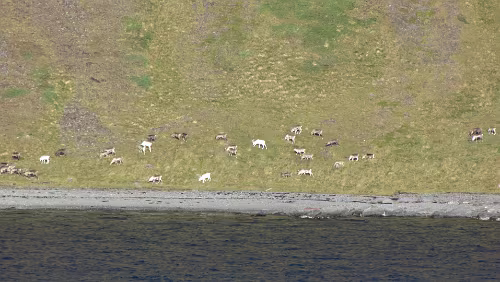 Honningsvåg – Skarsvåg – Nordkapp Rentiere weiden auf der Insel Magerøya