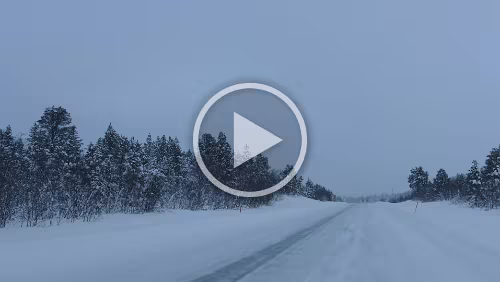 Koskullskulle – Tromsø Eine kleine Herde Rentiere nutzt die Straße und verkrümelt sich dann in den Wald