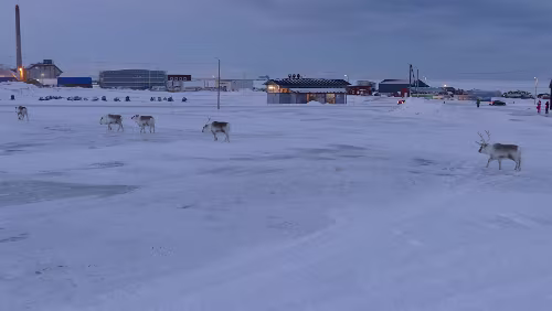 Longyearbyen Ein paar Rentiere tummeln sich am UNIS-Gebäude