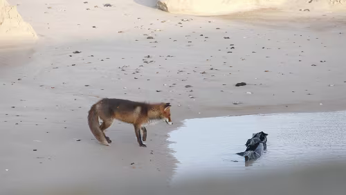 Hjørring – Vågsli Ein Fuchs läuft am Strand entlang