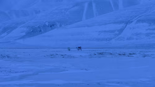 Longyearbyen Schon wieder auf der Rückfahrt. Eine kleine Gruppe von Rentieren.