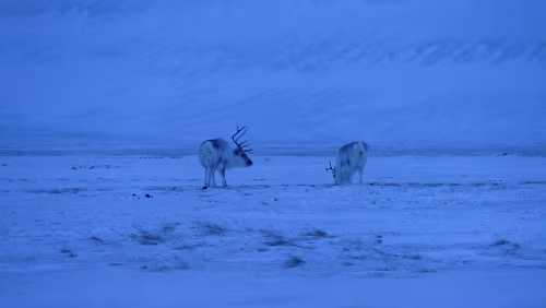 Longyearbyen Schon wieder auf der Rückfahrt. Eine kleine Gruppe von Rentieren.