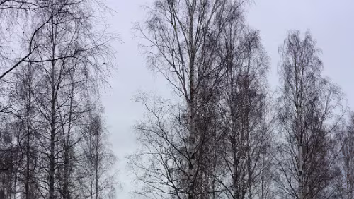 Helsingør – – Helsingborg – Sunne Am Hotel in Sunne, alles grün.