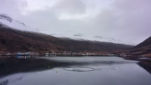 Seyðisfjörður Die Fähre läuft in den Hafen von Seyðisfjörður ein.