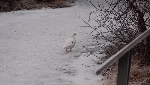 Dimmuborgir Ein Schneehuhn.