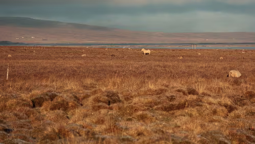 Varmahlíð – Reykjavík Þrístapar