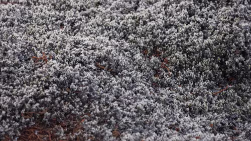 Vík í Mýrdal – Höfn í Hornafirði Skaftáreldahraun