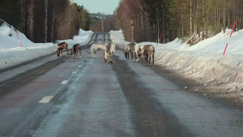 Sunne – Östersund Ein paar Rentiere tummeln sich auf der Straße.