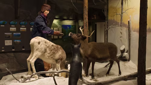 Ájtte Svenskt Fjäll- och Samemuseum Laponiautställningen, Ájtte. Foto: Ájtte, Folke Hansén