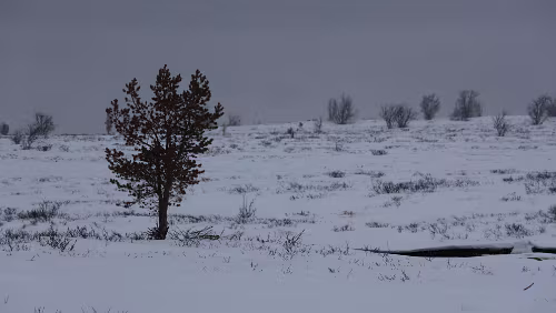 Dagali Ein kleiner Spaziergang entlang einer Loipe direkt vor dem Hotel „Torsetlia“.