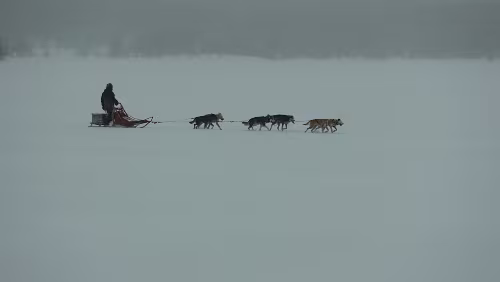 Lillehammer – Dagali Ahh, die Hundeschlittengruppen kehrt schon wieder zurück.