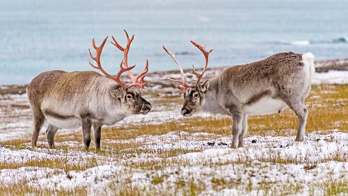 Arctic Coliving 78° North