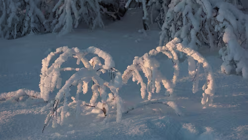 Jokkmokk – Nordkjosbotn Fast die ganze Vegetation ist mit Schnee und Raureif überzogen.