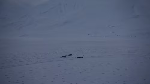 Longyearbyen Im Adventdalen, bin mir nicht sicher, was das genau ist.