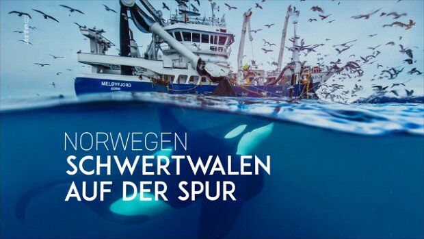 16.01.2021 arte | Norwegen - Schwertwalen auf der Spur