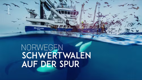 arte | Norwegen - Schwertwalen auf der Spur