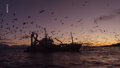 arte | Norwegen - Schwertwalen auf der Spur